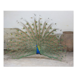 Peacock Fotodruck