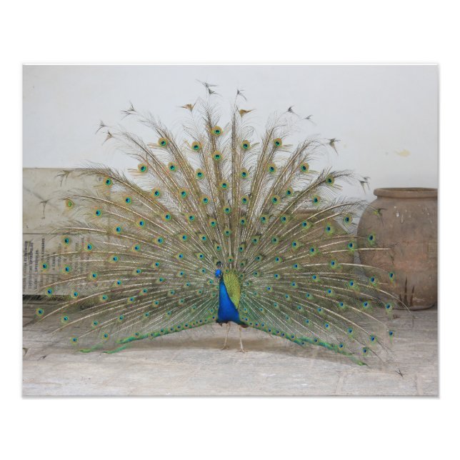 Peacock Fotodruck (Vorne)