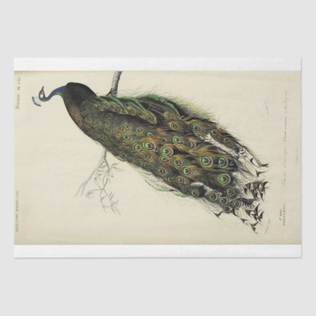 Peacock French Script Ephemera Decoupage Seidenpapier (Vorderseite)