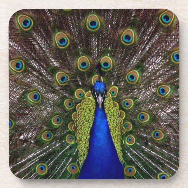 Peacock Getränkeuntersetzer (Vorderseite)