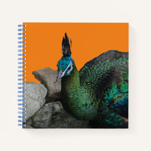 Peacock Indonesian Close Up Cust. Carnet