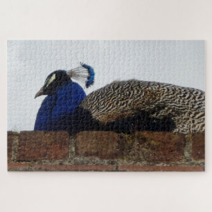 Peacock Jigsaw Puzzle