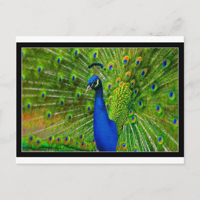 peacock.jpg postkarte (Vorderseite)