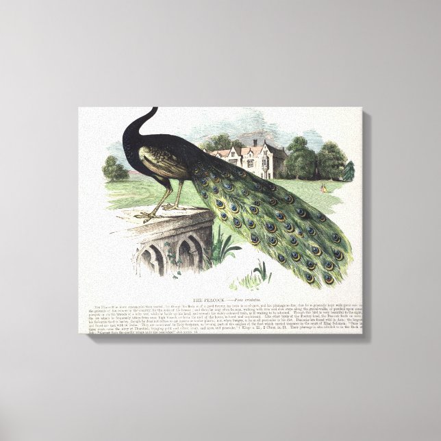 Peacock Leinwanddruck (Vorderseite)