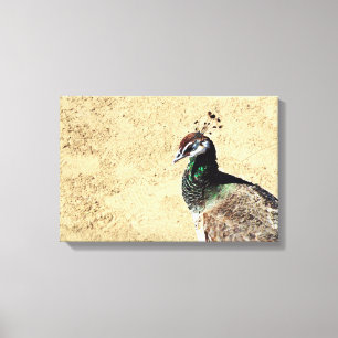 Peacock Leinwanddruck