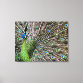 Peacock Leinwanddruck