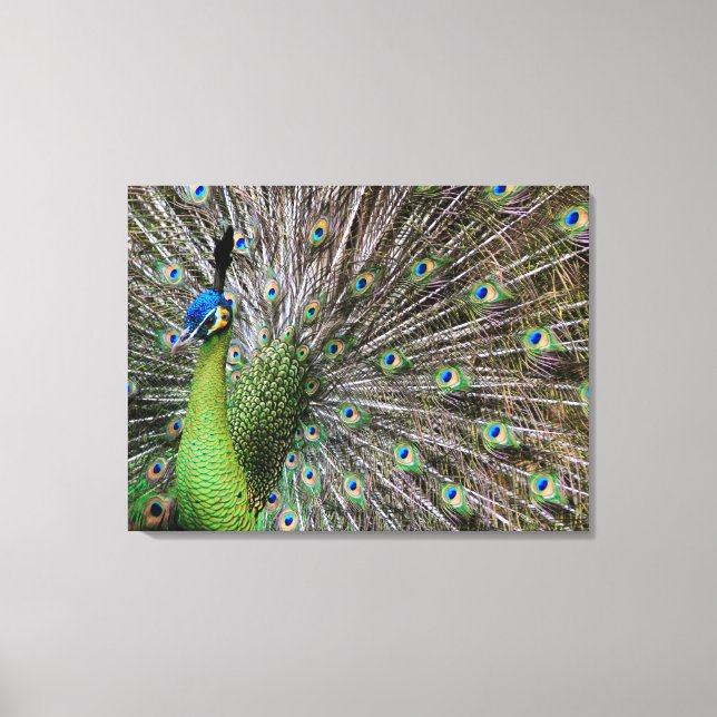 Peacock Leinwanddruck (Vorderseite)