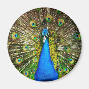 Peacock Magnet