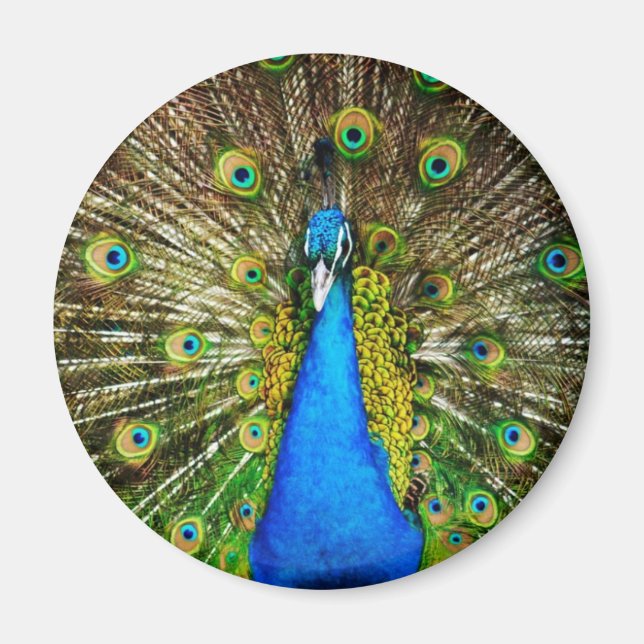 Peacock Magnet (Vorne)