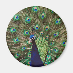 Peacock Magnet