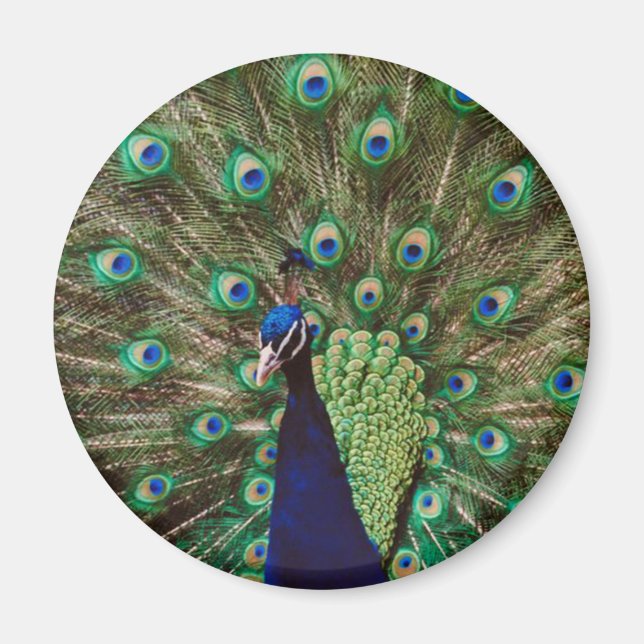 Peacock Magnet (Vorne)