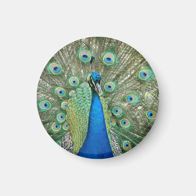 Peacock Magnet (Vorne)