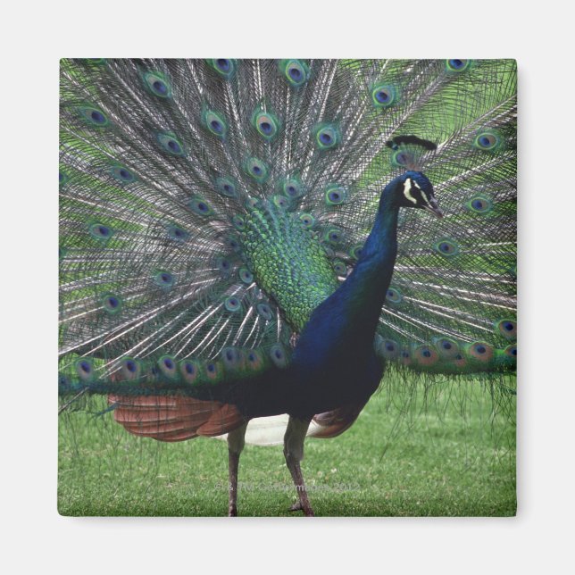 Peacock Magnet (Vorne)