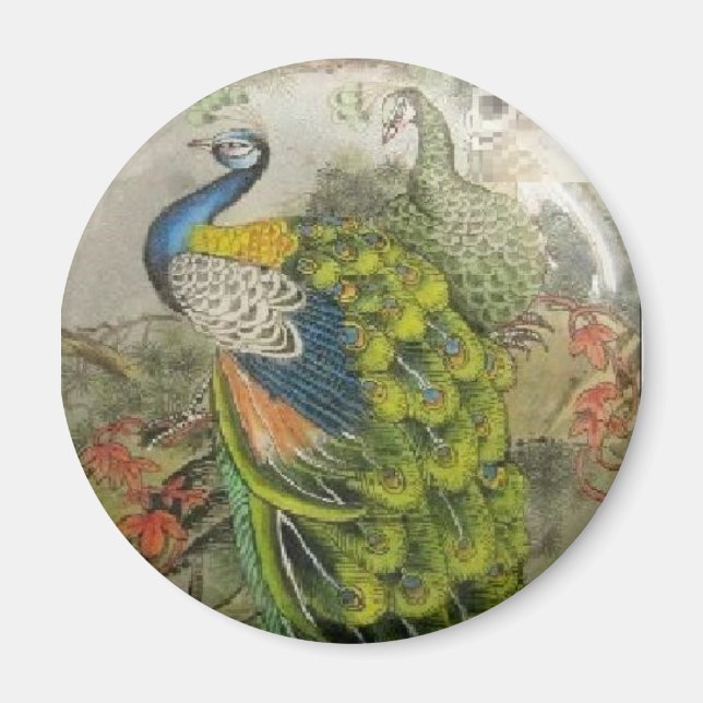 Peacock Magnet (Vorne)