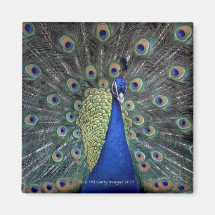 Peacock Magnet