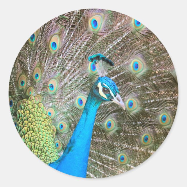 Peacock Male Bird with Feathers Fanned - Wildlife Runder Aufkleber (Vorderseite)