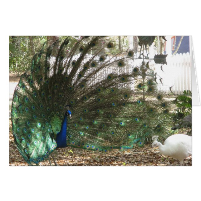 Peacock Malea et Albino Peahen Birds (Devant horizontal)