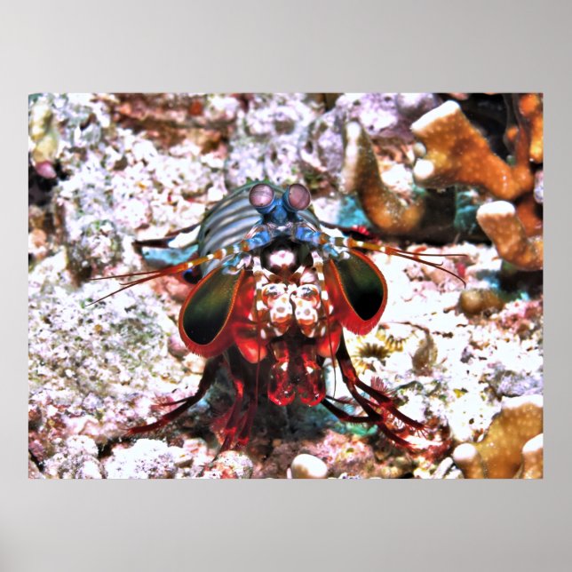 Peacock Mantis Shrimp Poster (Vorne)