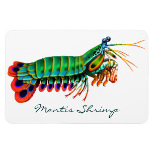 Peacock Mantis Shrimp Reef Animal Magnet