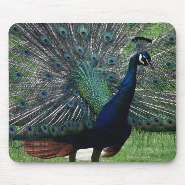 Peacock Mousepad (Vorne)