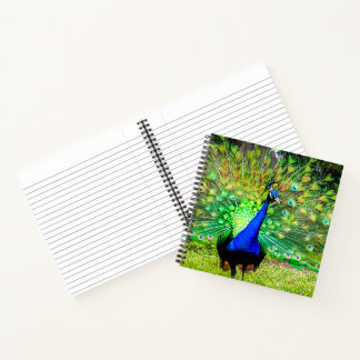 Peacock Notizbuch