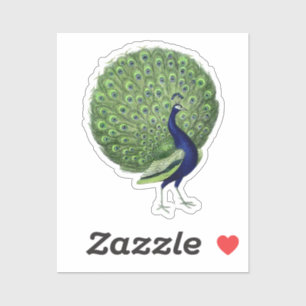 Peacock Open Fan Aufkleber