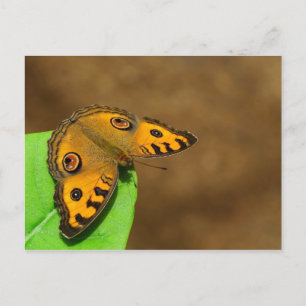 Peacock Pansy Butterfly Postkarte