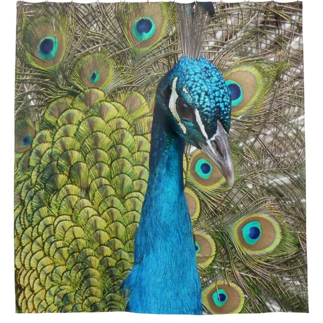 Peacock Peacocks Turquoises rideaux Douche rideau (Devant)