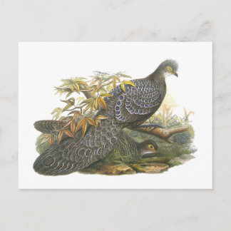 Peacock Pheasant Postkarte