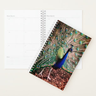 Peacock Planer