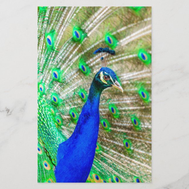 Peacock Plumage Briefpapier (Vorderseite)