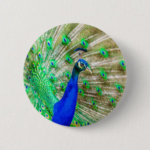Peacock Plumage Button