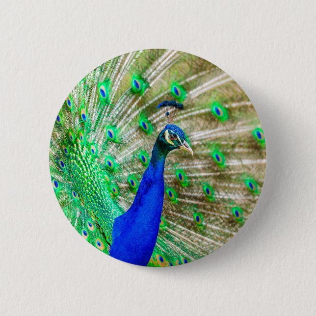 Peacock Plumage Button (Vorderseite)
