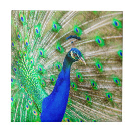 Peacock Plumage Fliese