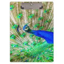Peacock Plumage