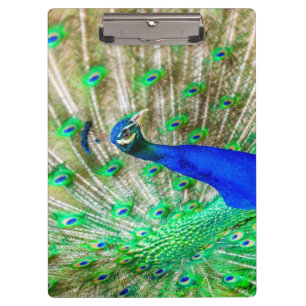 Peacock Plumage Klemmbrett