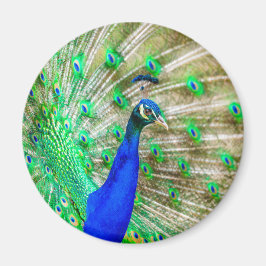 Peacock Plumage Magnet