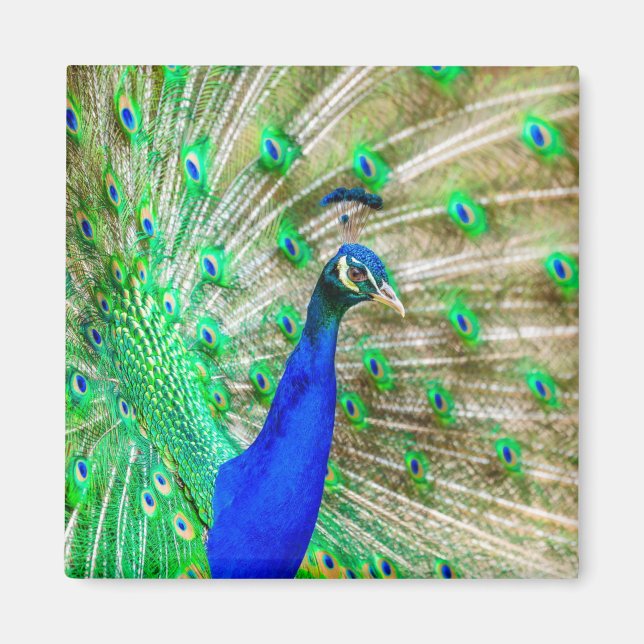 Peacock Plumage Magnet (Vorne)