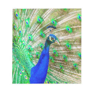Peacock Plumage Notizblock