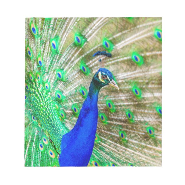 Peacock Plumage Notizblock (Vorderseite)
