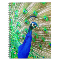 Peacock Plumage