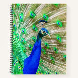 Peacock Plumage Notizbuch