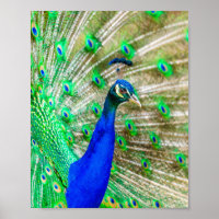 Peacock Plumage