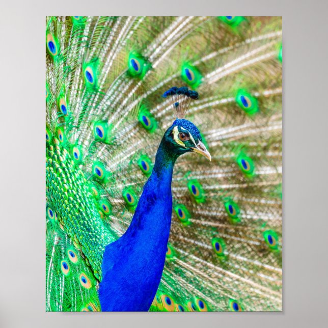 Peacock Plumage Poster (Vorne)