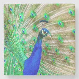 Peacock Plumage Steinuntersetzer