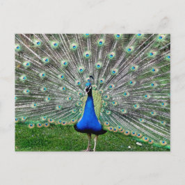 Peacock Plume Postkarte