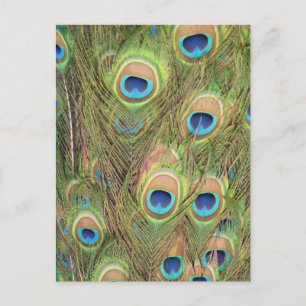 Peacock Plumes UAWG Postkarte
