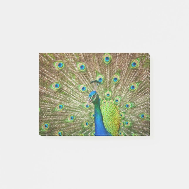 Peacock Post-it Klebezettel (Vorderseite)