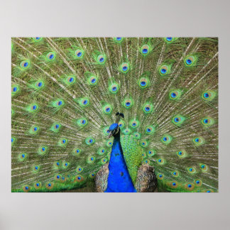 Peacock Poster