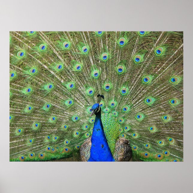 Peacock Poster (Vorne)